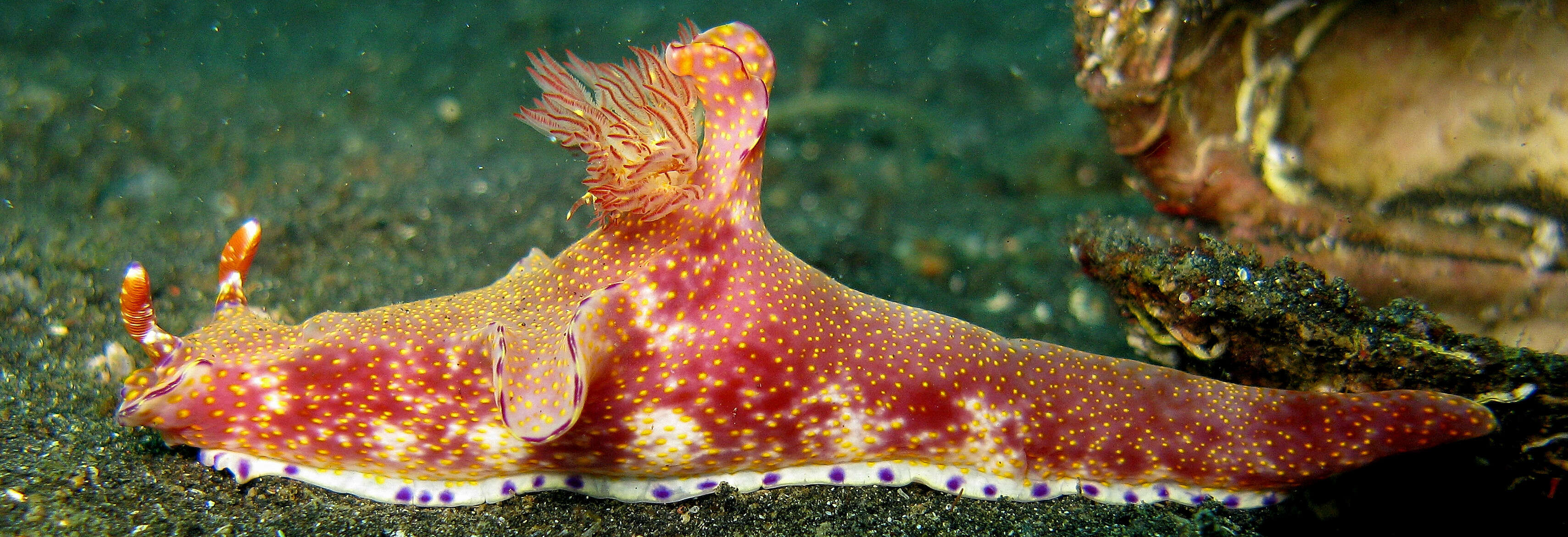 Image of Purple edged yellow spot slug