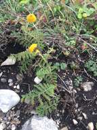 Image of Lake Huron tansy