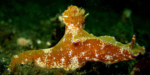 Image of Purple edged yellow spot slug