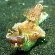 Image of Purple edged yellow spot slug