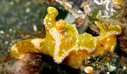 Image of Purple edged yellow spot slug