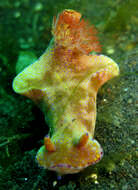 Image of Purple edged yellow spot slug