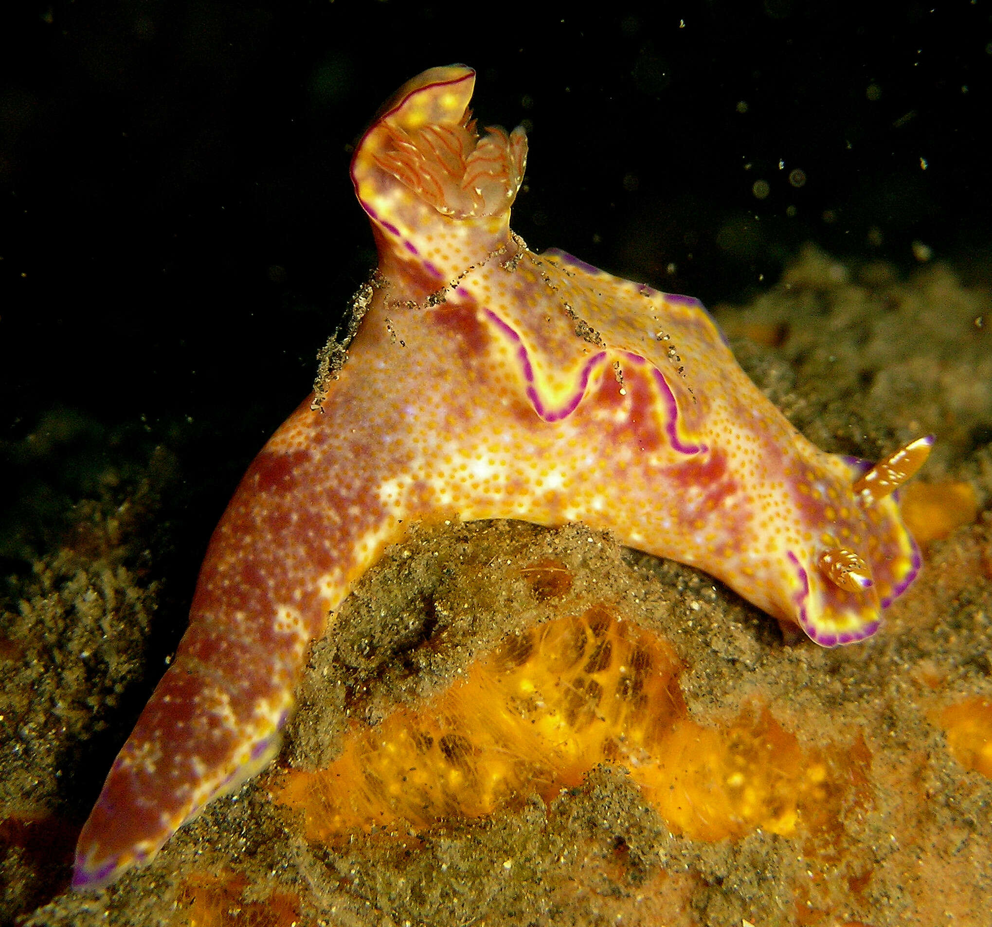 Image of Purple edged yellow spot slug