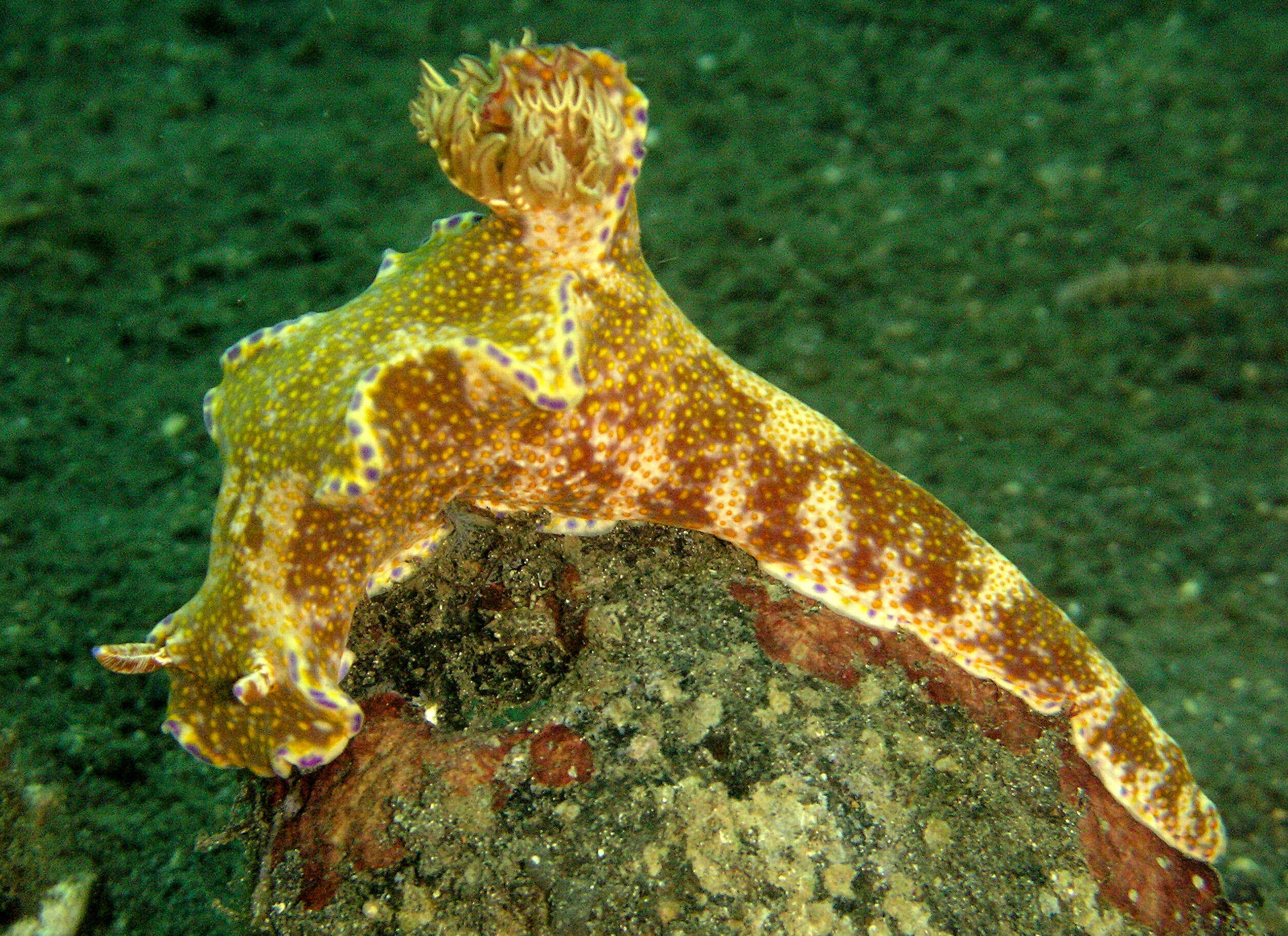 Image of Purple edged yellow spot slug