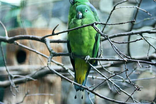 Image of Buru Racket-tail