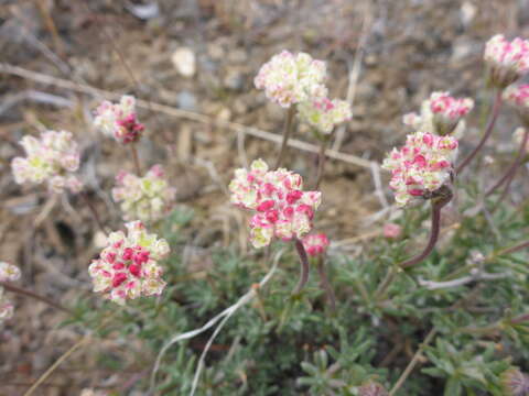 Eriogonum thymoides Benth. resmi