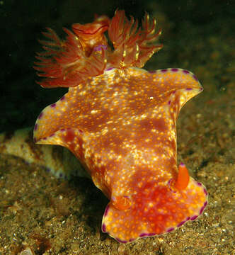 Image of Purple edged yellow spot slug