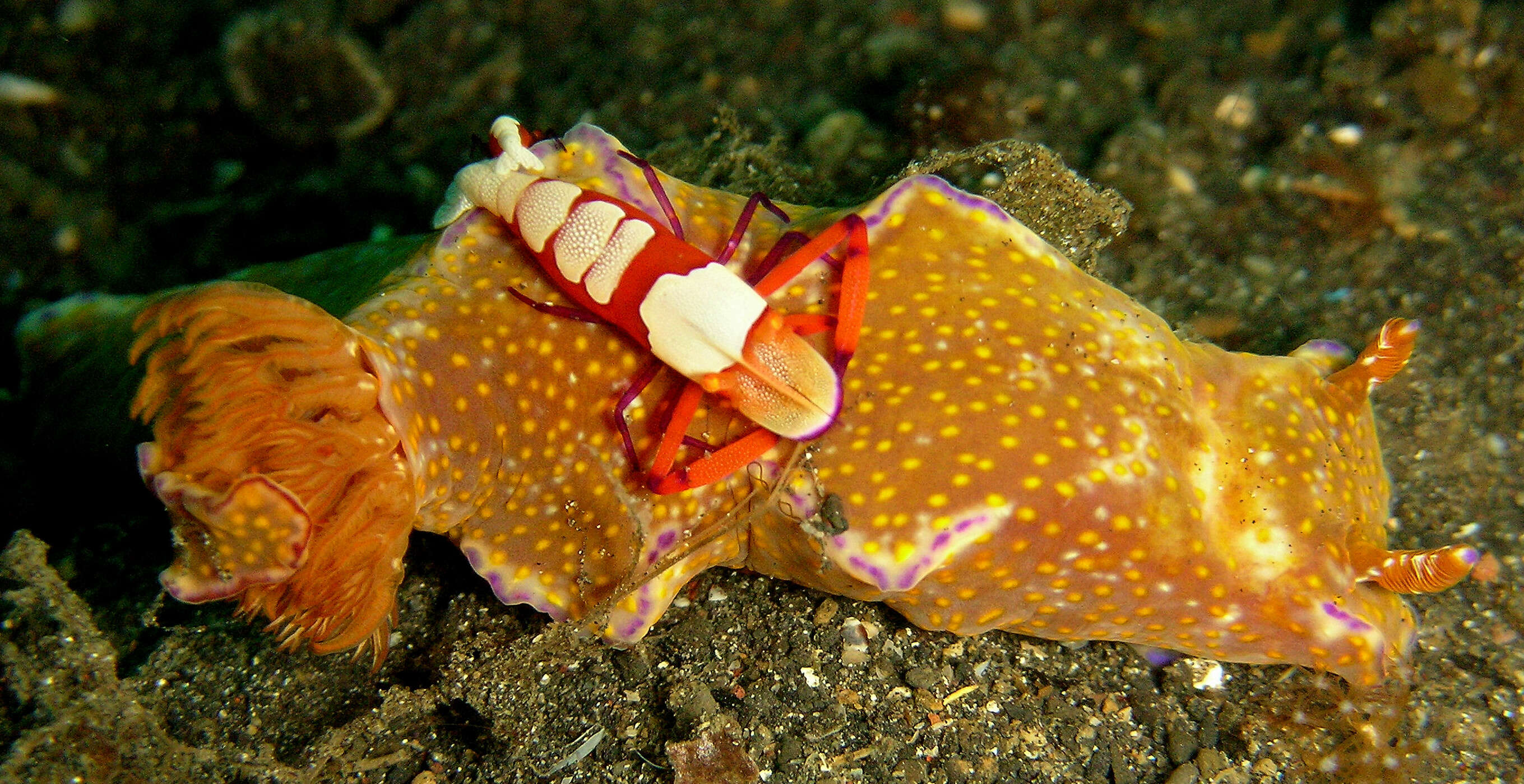 Image of Purple edged yellow spot slug