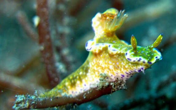 Image of Purple edged yellow spot slug