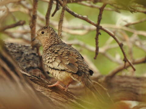 Image of Scaled Dove