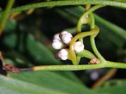 Image of Cassytha glabella R. Br.