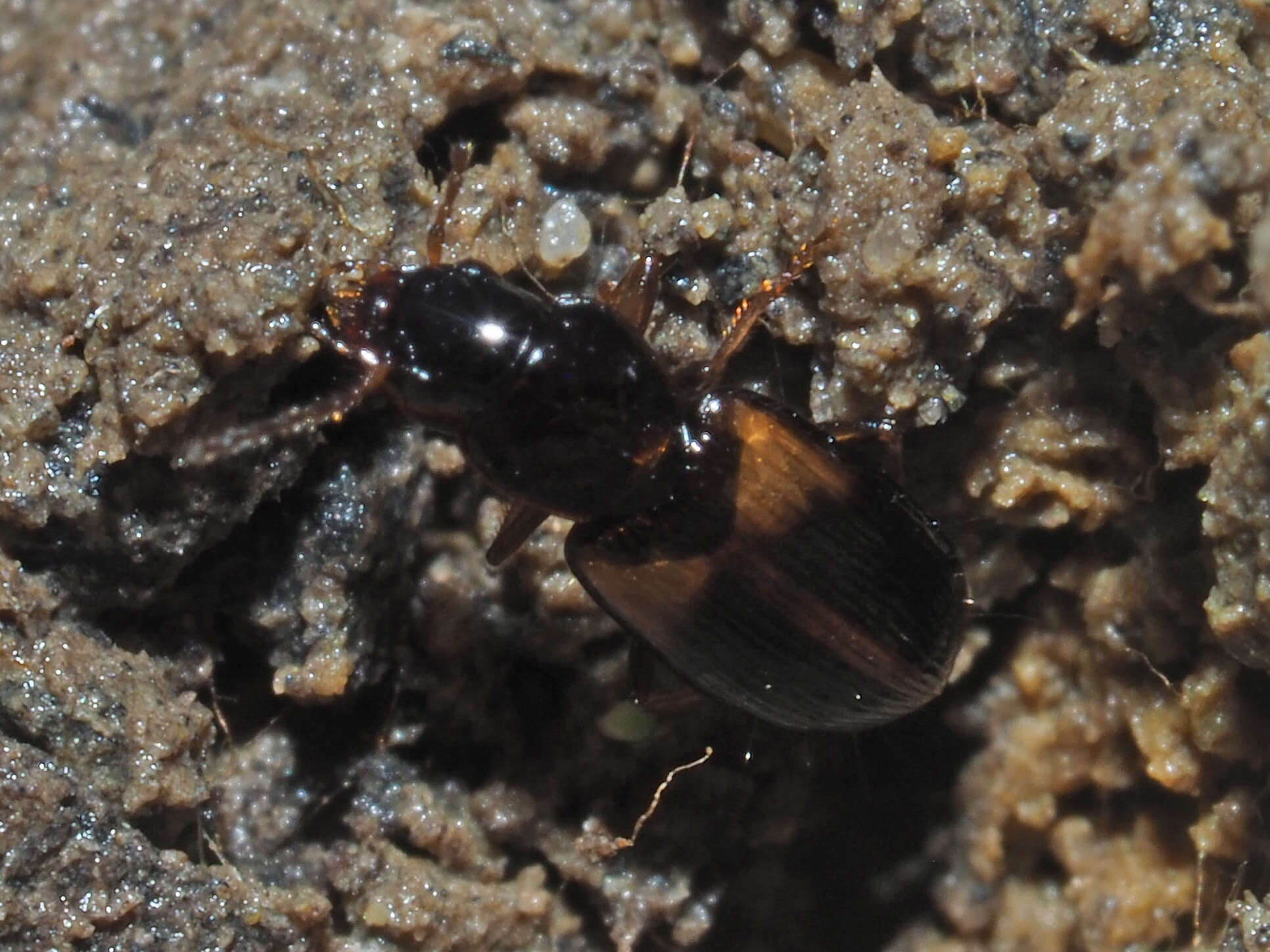 Image of Carabidae