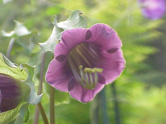 Imagem de Cobaea scandens Cav.