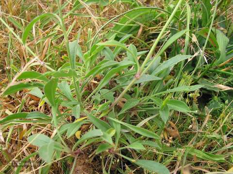 Слика од Silene nutans subsp. nutans
