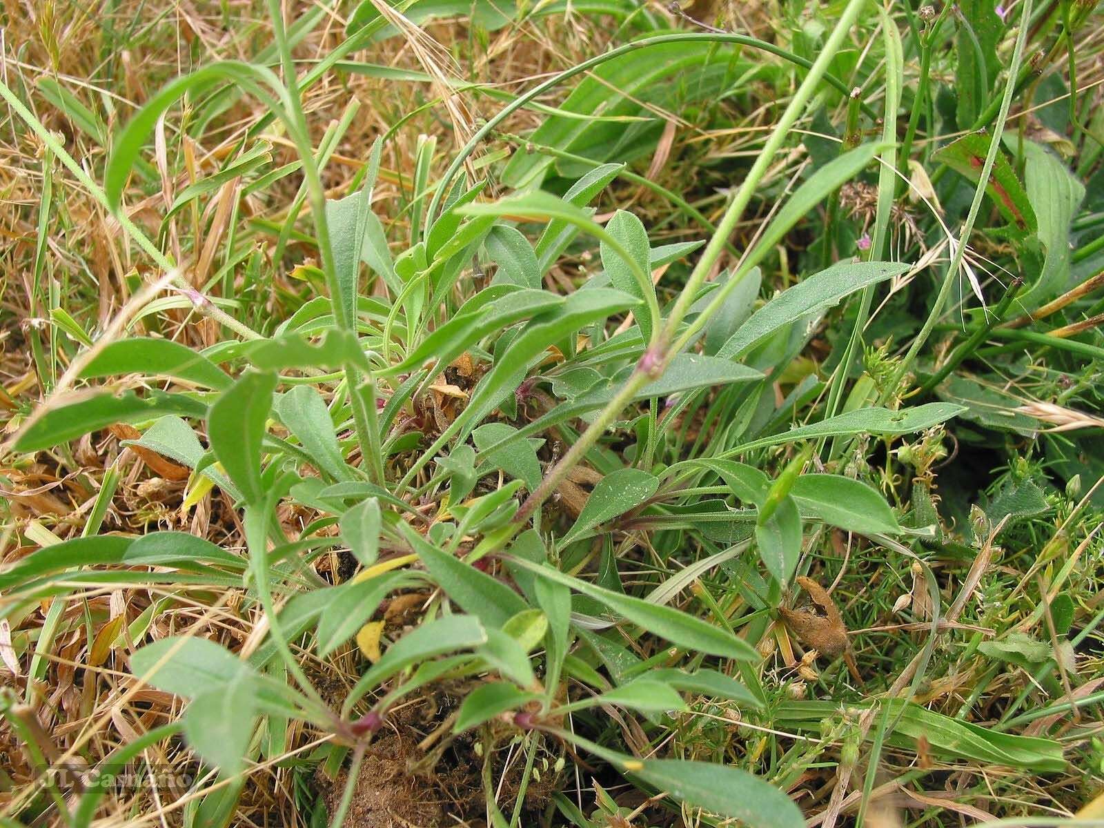 Image de Silene nutans subsp. nutans