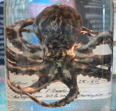 Image of Southern blue-ringed octopus