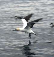 Image of Cape Gannet