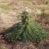 Imagem de Cirsium horridulum Michx.