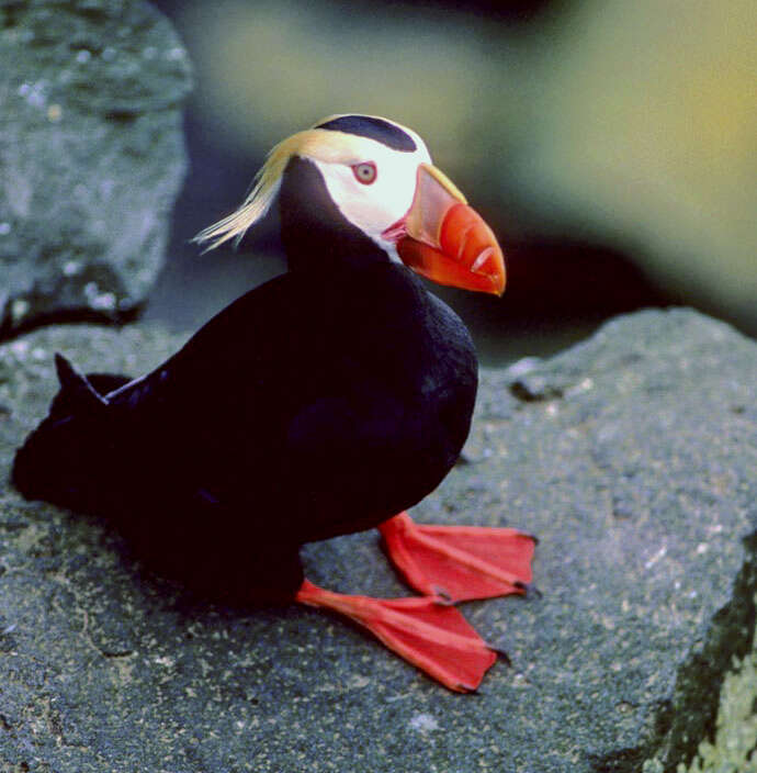 Image of Tufted Puffin