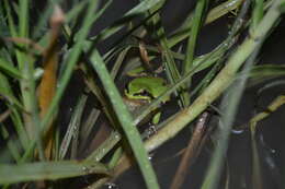 Image de Dryophytes plicatus (Brocchi 1877)