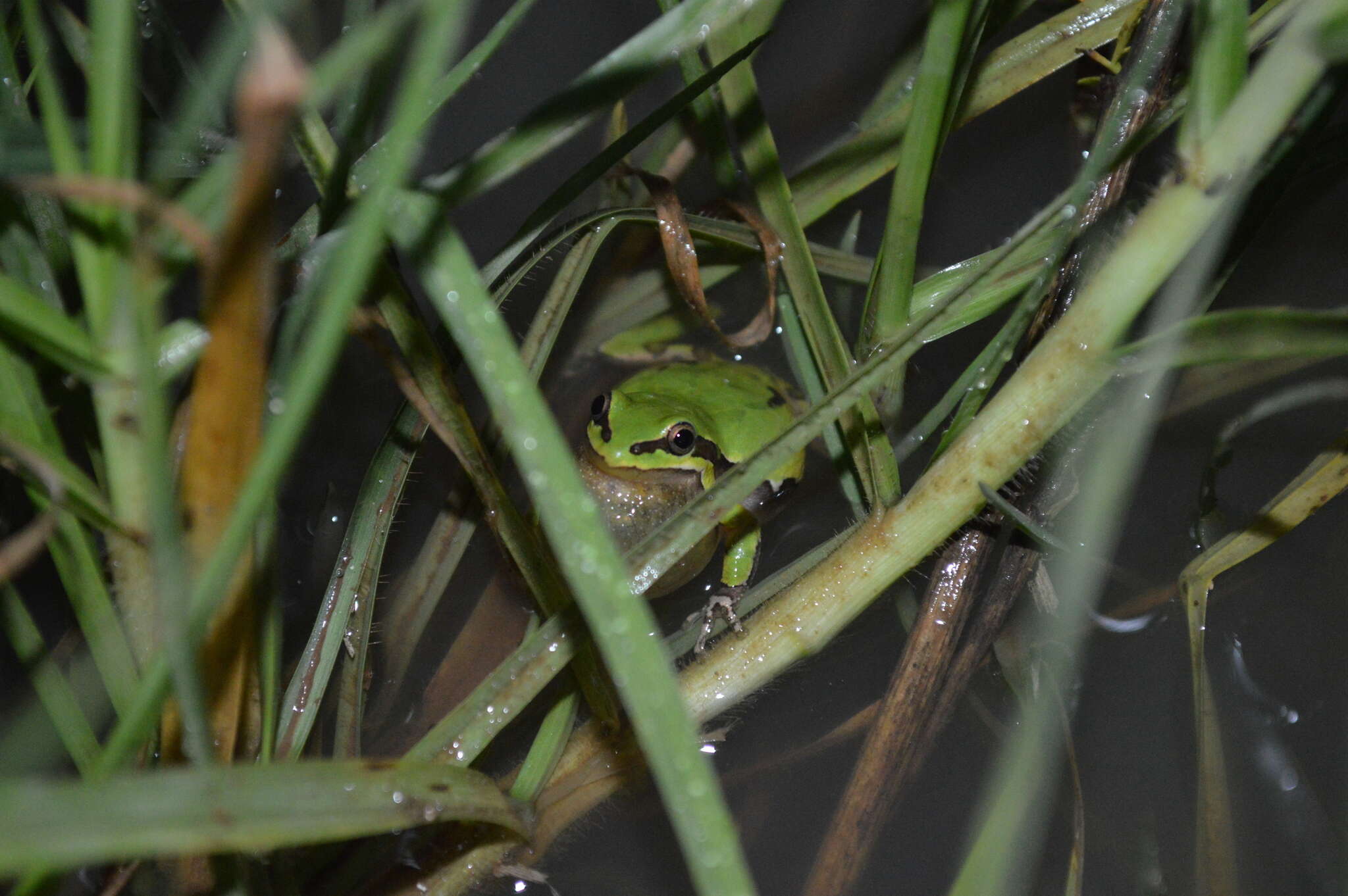 Image de Dryophytes plicatus (Brocchi 1877)