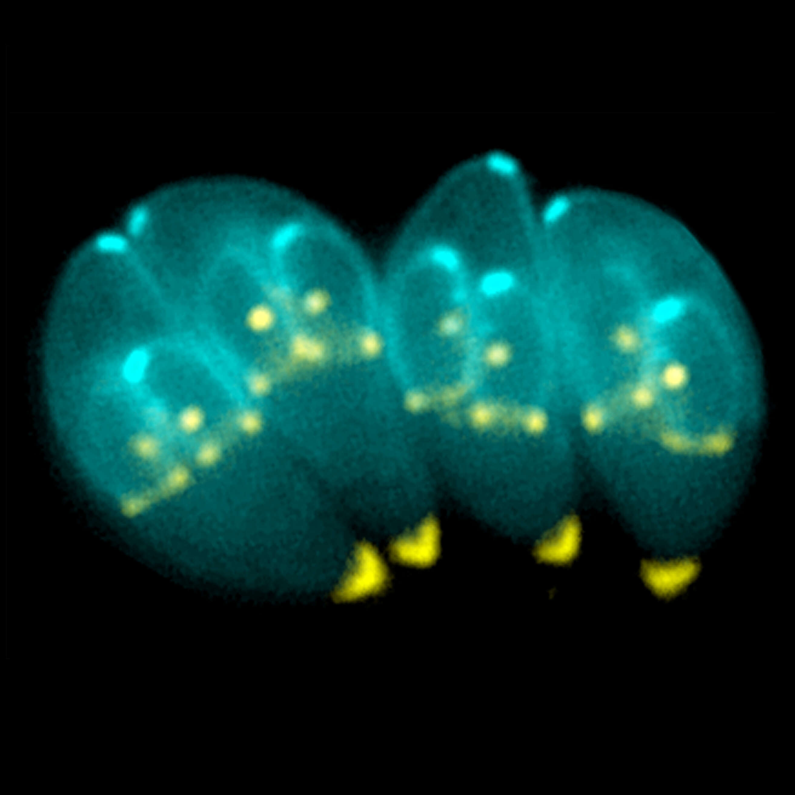 Image of Toxoplasma
