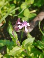 Silene aegyptiaca (L.) L. fil.的圖片