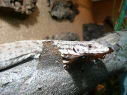 Image of Pygmy Mulga Monitor