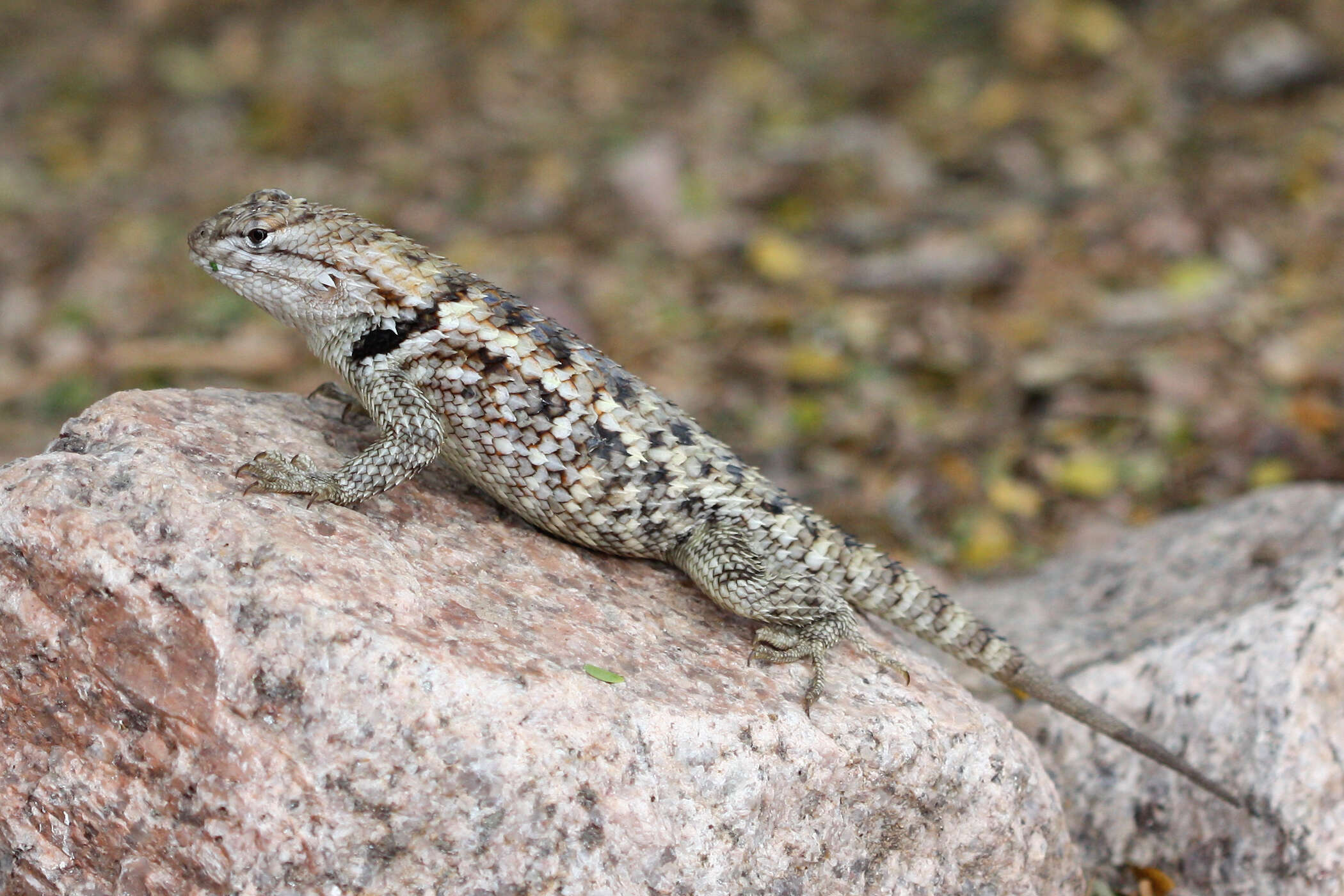 Image of Desert Spiny Lizard