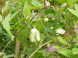 Imagem de Cobaea scandens Cav.