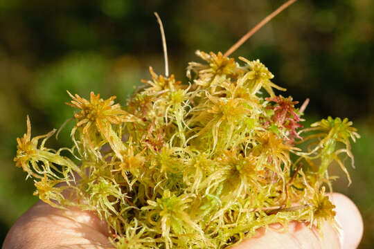 Imagem de Sphagnum angustifolium C. E. O. Jensen 1896