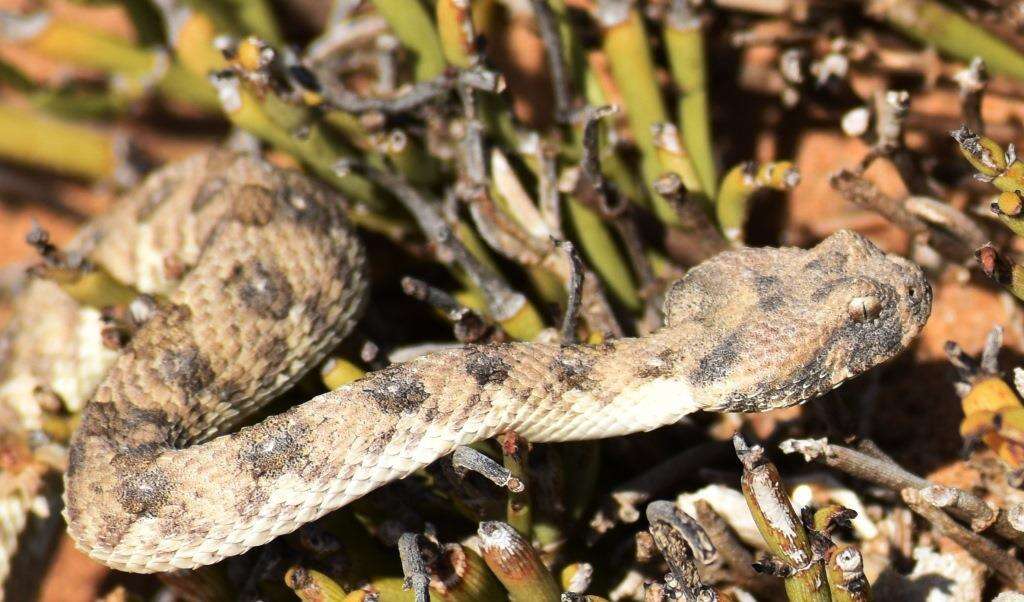 Image of Horned Adder