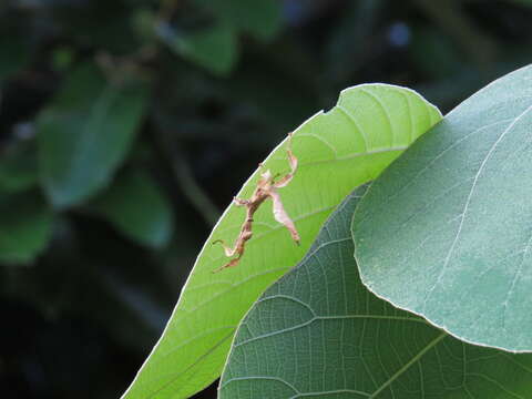 Image of Extatosoma tiaratum (Macleay & W. S. 1826)