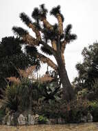 Image of Palma China yucca