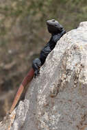 Image of Common Chuckwalla