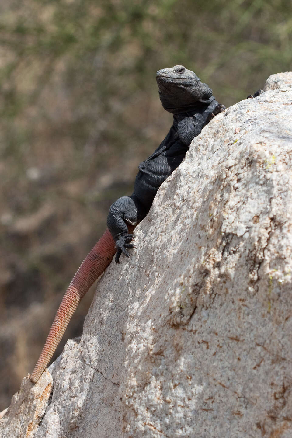 Image of Common Chuckwalla