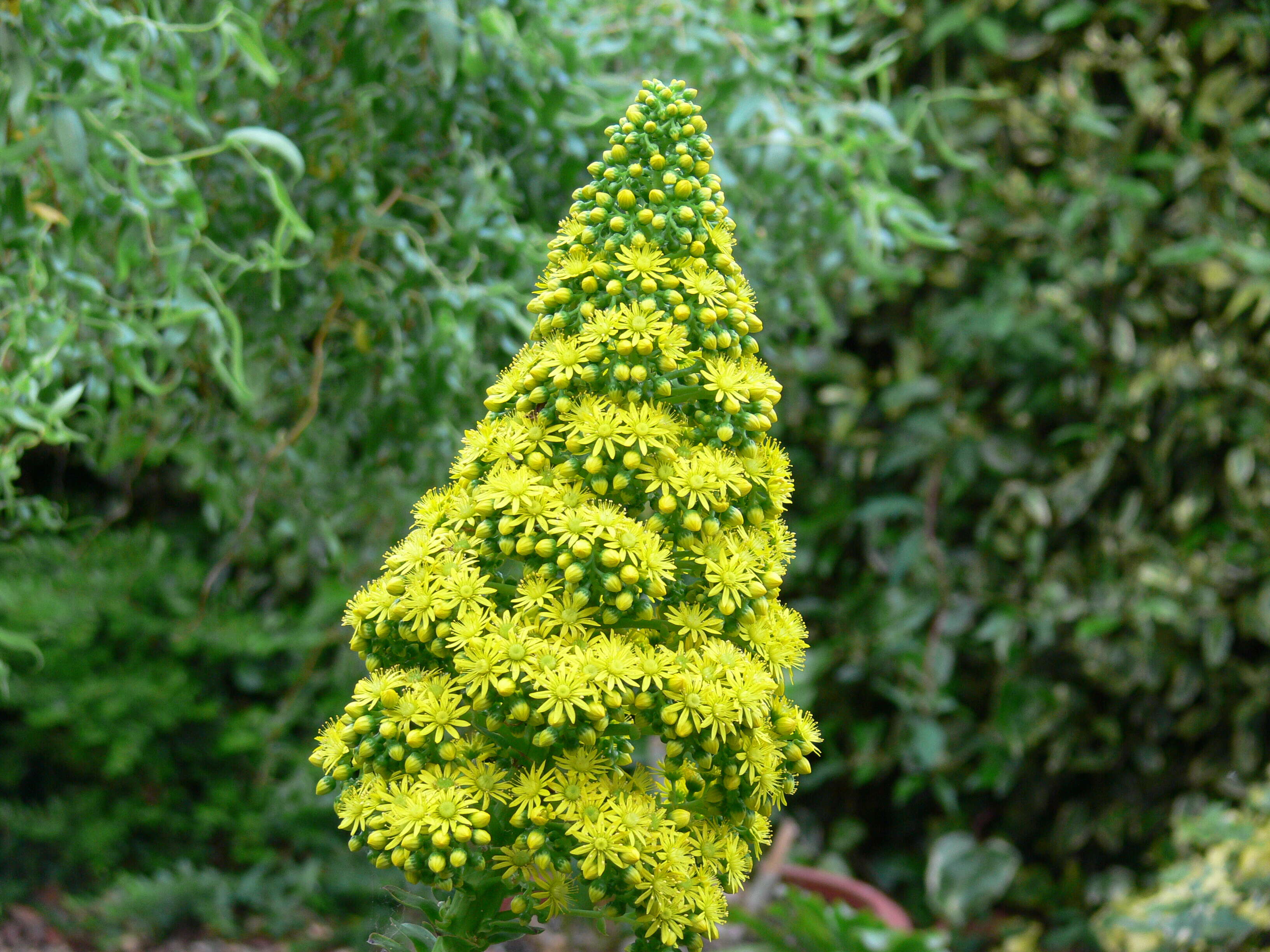 Image of saucer-plant