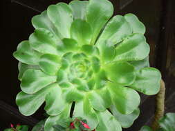 Image of saucer-plant