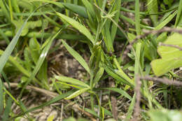 Image de Linaria chalepensis (L.) Mill.