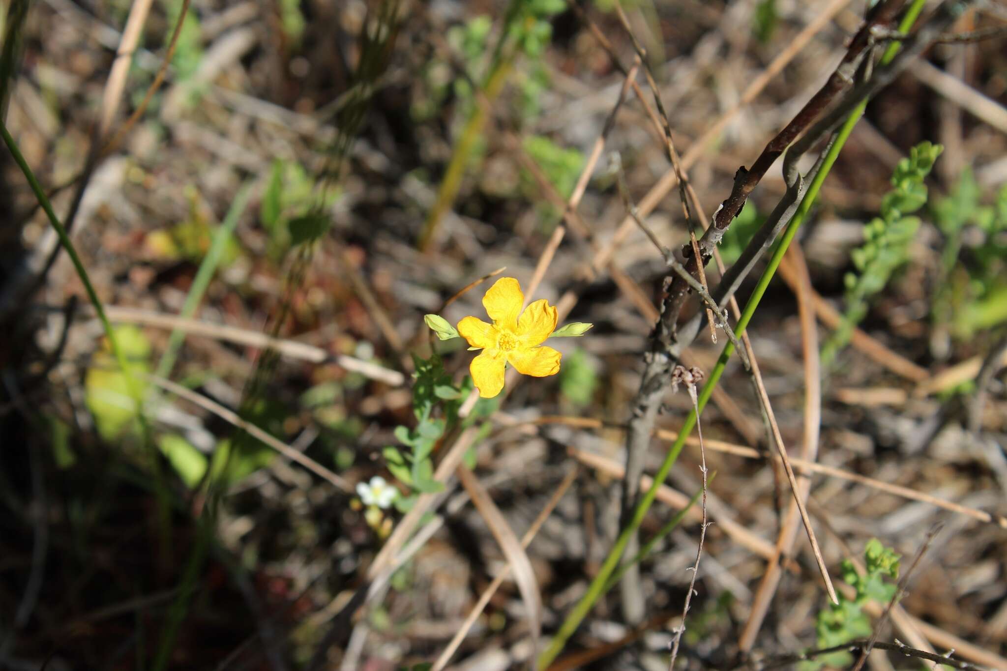 Image of coppery St. Johnswort