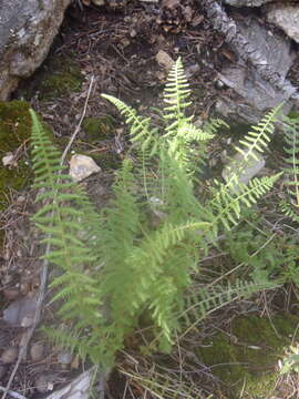 Plancia ëd Woodsia phillipsii