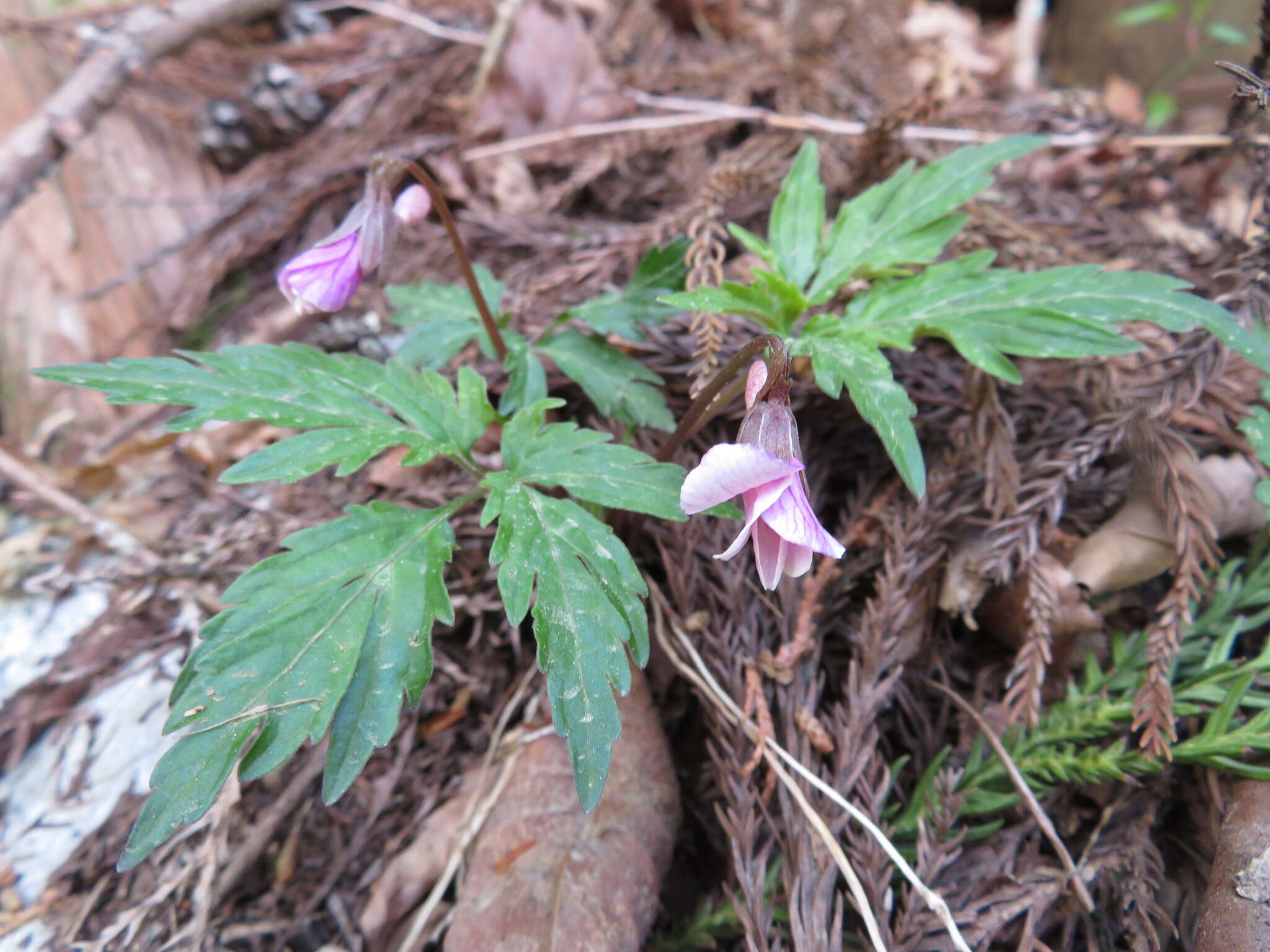 Sivun Viola eizanensis (Makino) Makino kuva