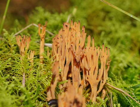 Image of Phaeoclavulina flaccida (Fr.) Giachini 2011