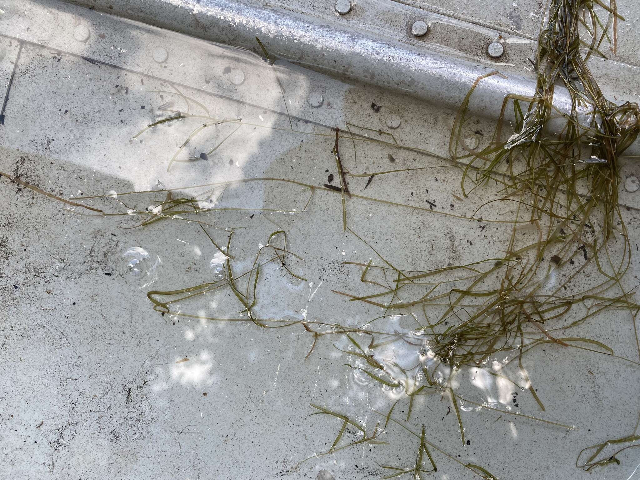 Image of Lesser Pondweed