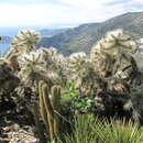 Imagem de Cylindropuntia rosea (DC.) Backeb.