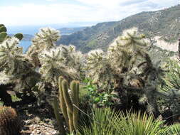 Imagem de Cylindropuntia rosea (DC.) Backeb.