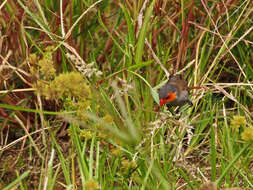 Image of Orange-cheeked Waxbill