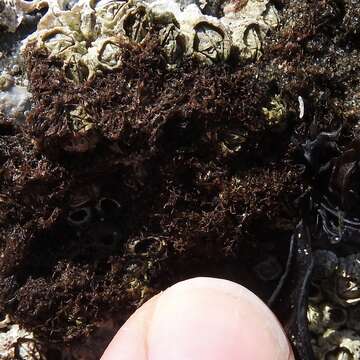 Image of Red algae