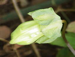 Imagem de Cobaea scandens Cav.