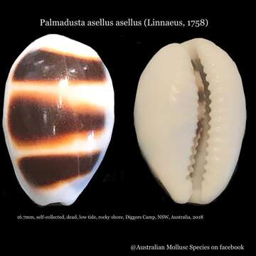 Image de Palmadusta asellus (Linnaeus 1758)